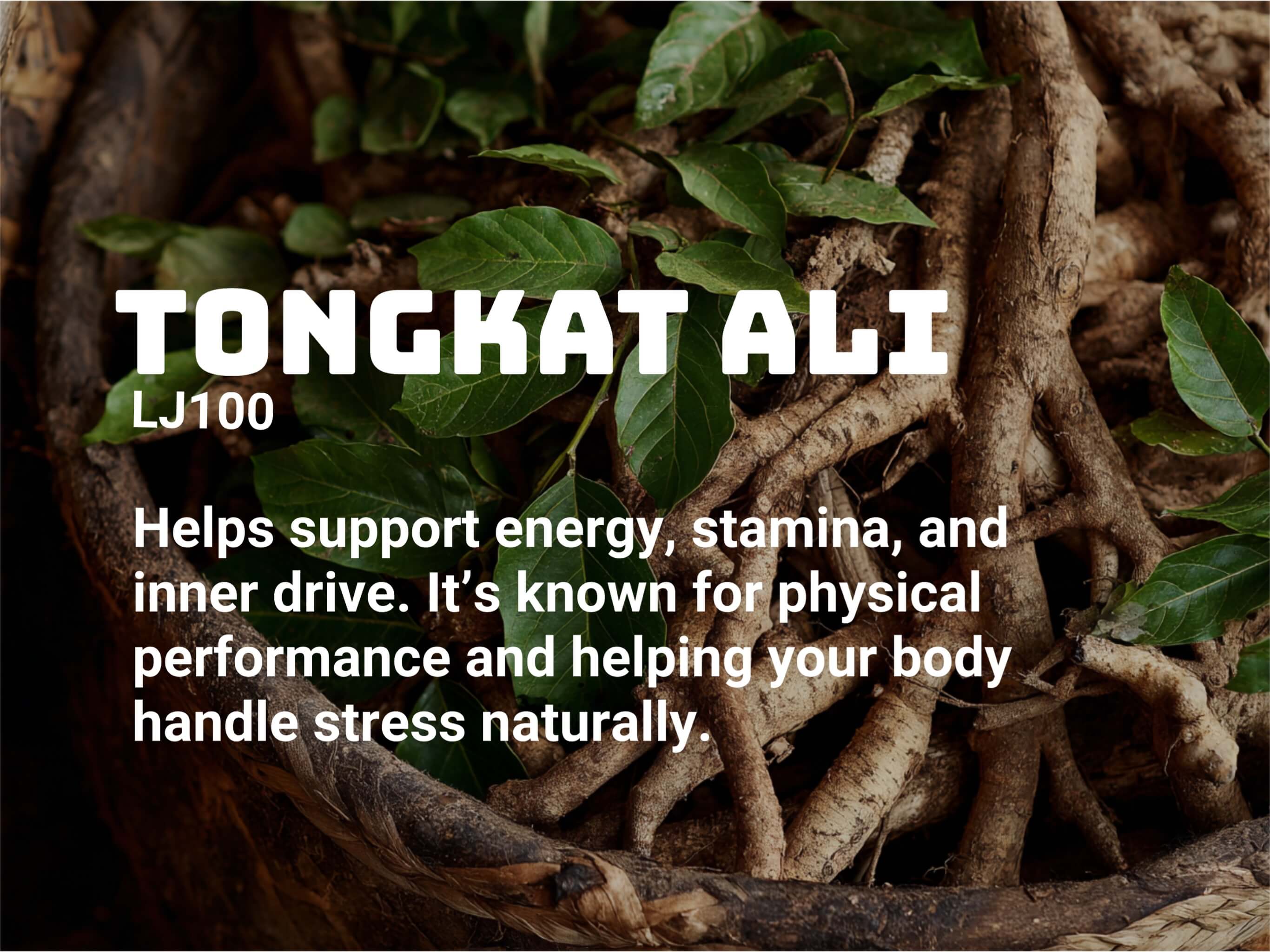 Tongkat Ali roots and leaves with text describing benefits for testosterone production, blood flow, and muscle growth